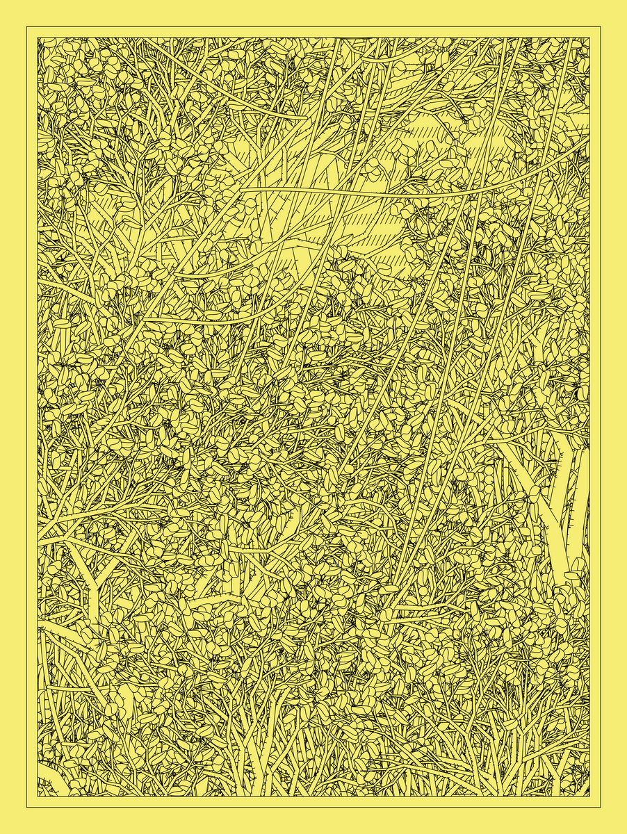 Mint #42