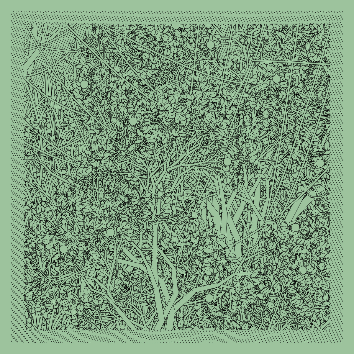 Mint #491