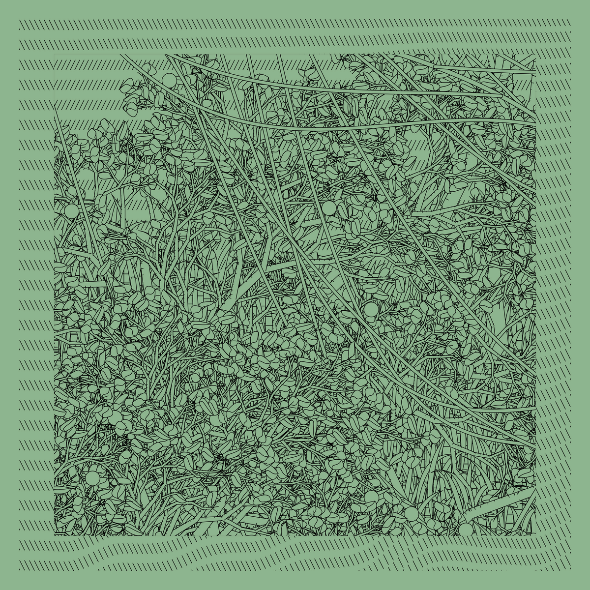Mint #501